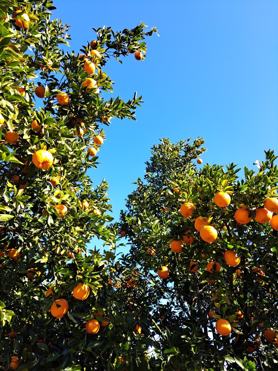 送料込☆5キロ☆小玉☆太田ポンカン☆三重県御浜町阿田和産☆南紀_画像2