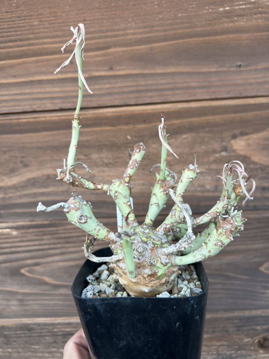 ・WPJ・2024初売り！Euphorbia longituberculosa ユーフォルビア ロンギツベルクローサ　輸入後3年以上_画像1