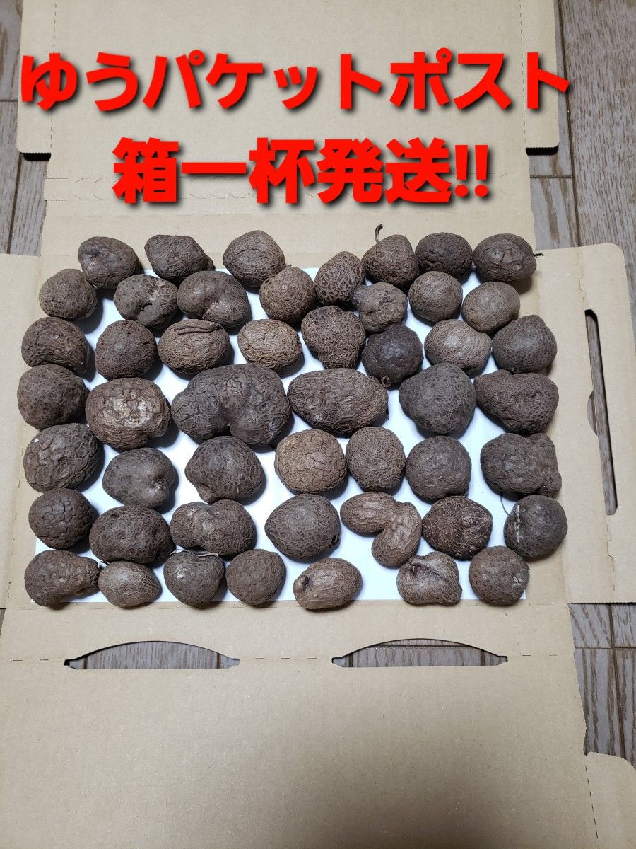 鹿児島県産 種用 紫山芋(紫自然薯)むかご 約1 3kg(箱含む) 50個 鹿児島県産 種用 紫山芋(紫自然薯)むかご 約1 3kg(箱含む) 50個