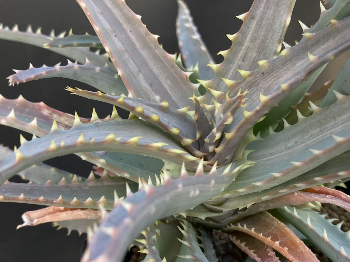 ◆アロエ/スピニフローラ斑入◆Aloe spiniflora varieg.【14.04】_画像1