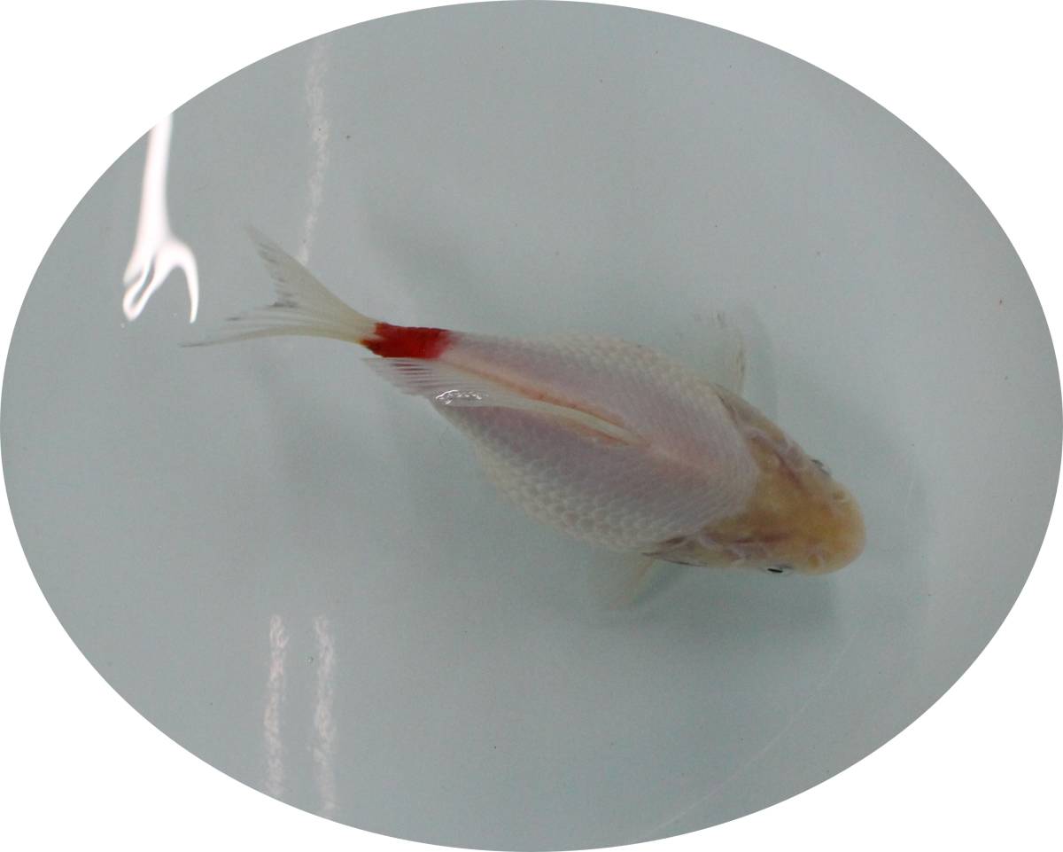 【ＫＨＦ】 金魚 玉サバ 当歳魚 約１４Ｃｍ 青木養鯉場産（山古志）A31F_画像2