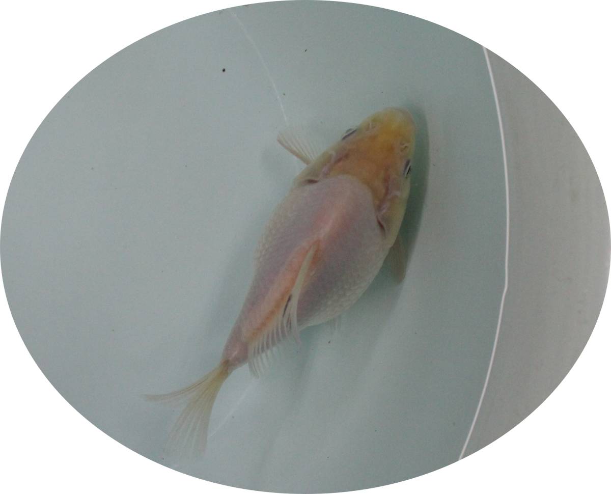 【ＫＨＦ】 金魚 玉サバ 当歳魚 約１２Ｃｍ 青木養鯉場産（山古志）A20D_画像2