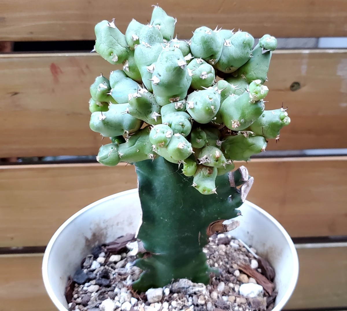 稀少種★★多肉植物★ユーフォルビア属★クリピコラ★B★（5号鉢）径約12ｃｍ_画像3