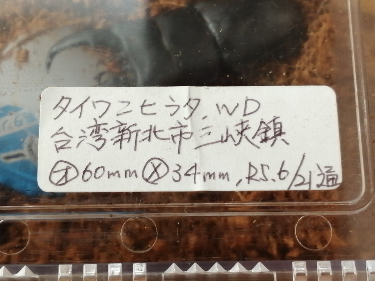 【クリアスライダー付！】WDタイワンヒラタクワガタペア_画像8