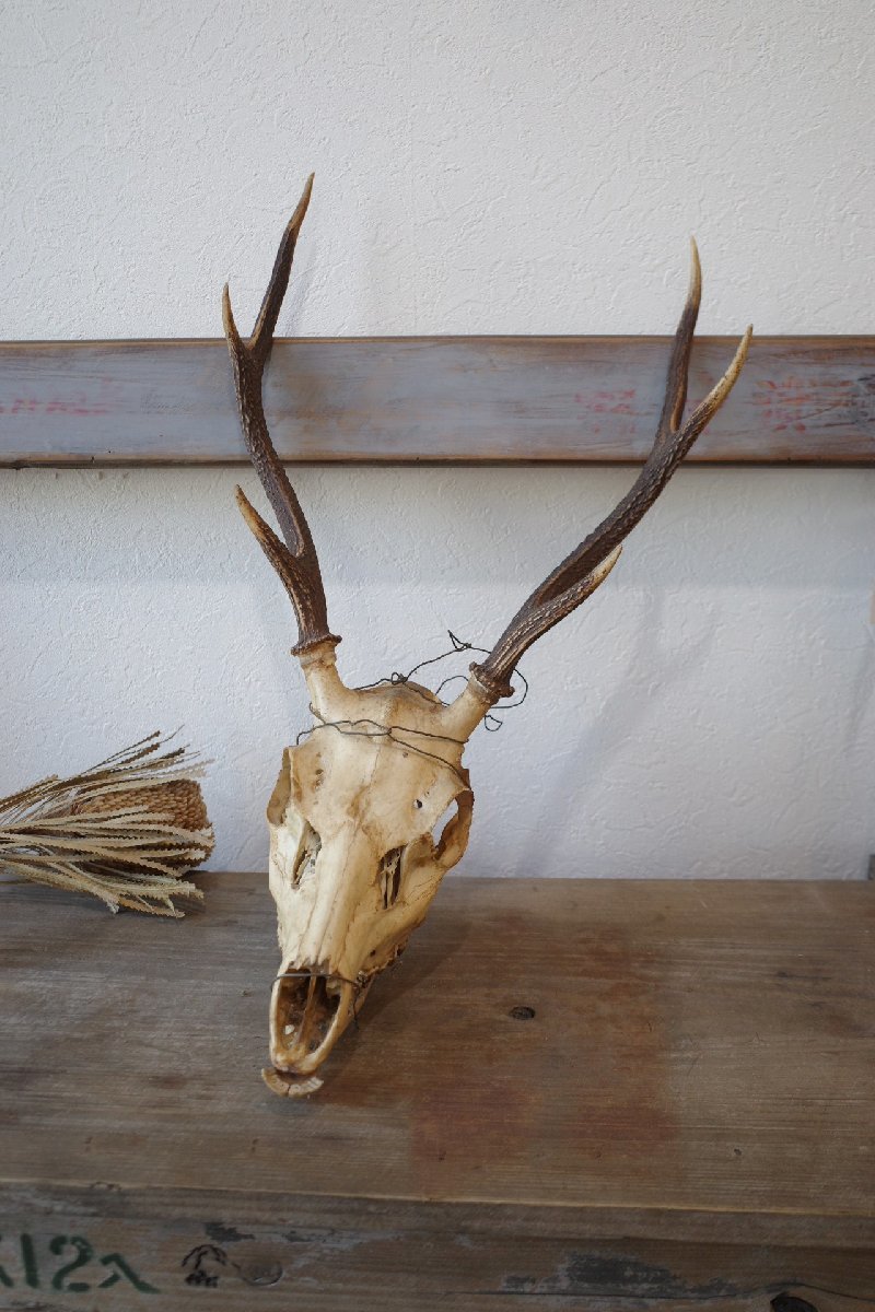 0 deer angle skeleton hunting Trophy .. specimen retro mountain small shop science .. thing Vintage old tool. gplus Hiroshima 2401i
