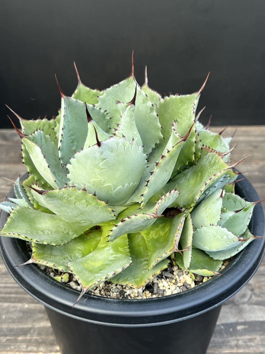 ★アガベ★★コンフェデレートローズ★★agave confederate rose★ヨーロッパ★EU株★18cm★多肉植物★サボテン_画像4