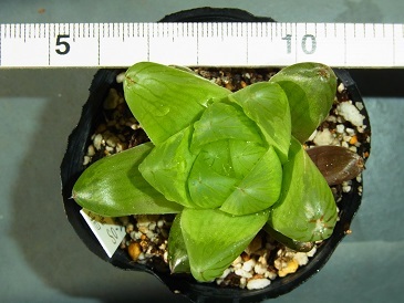 ハオルチア　オブツーサ　多肉植物　　明緑薄窓SO-2　　一枚目は親株です_画像5