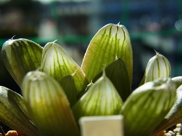 ハオルチア　オブツーサ　多肉植物　　明緑薄窓SO-2　２　一枚目は親株です_画像4