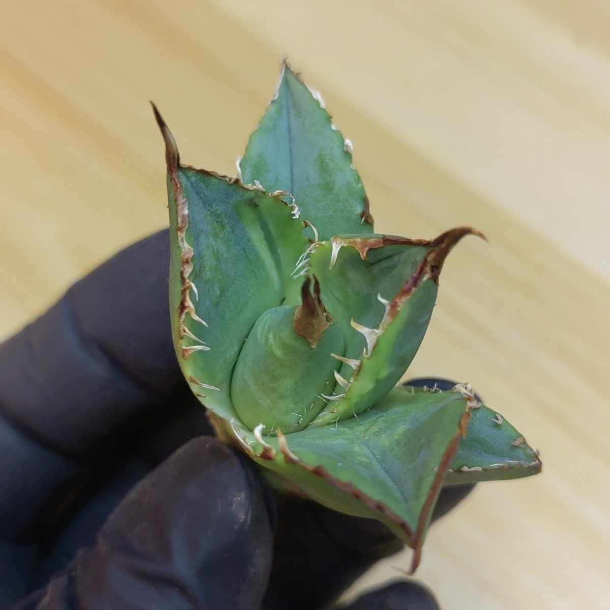 【840】 多肉植物 アガベ agave チタノタ 強棘肉厚 霸王竜 覆輪斑 葉包矮型 極上子株_画像6