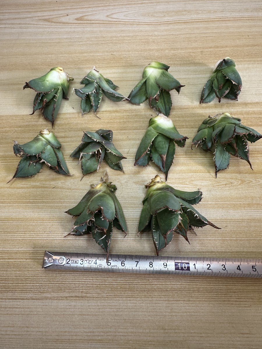 【963】多肉植物 アガベ agave チタノタ 強棘肉厚 霸王竜 葉包矮型 極上子株 10株セット_画像6