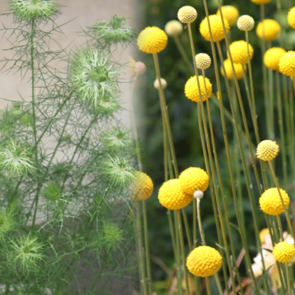 ニゲラグリーンマジック 15粒　同梱可能　ドライフラワー 珍しい花の種　種子　クロタネソウ　緑のお花 ナチュラルガーデン　小宇宙コスモ_画像6