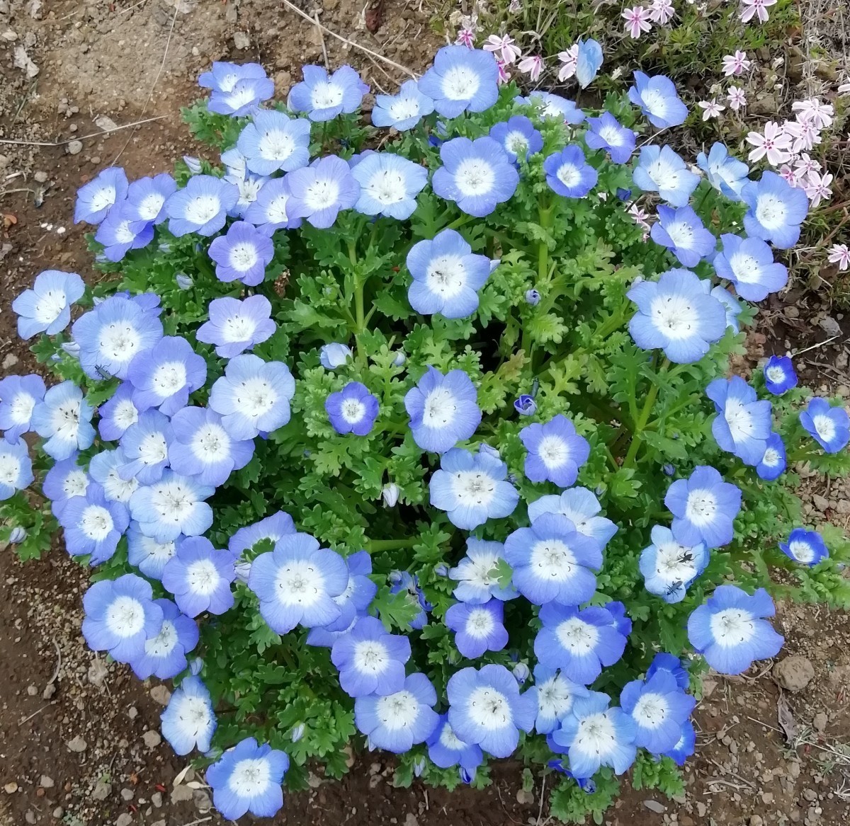 ネモフィラの種　種子　10粒　春秋蒔き　花の種　同梱可能　青い花　ブルーガーデン　青花　蒼い　ナチュラルガーデン_画像2