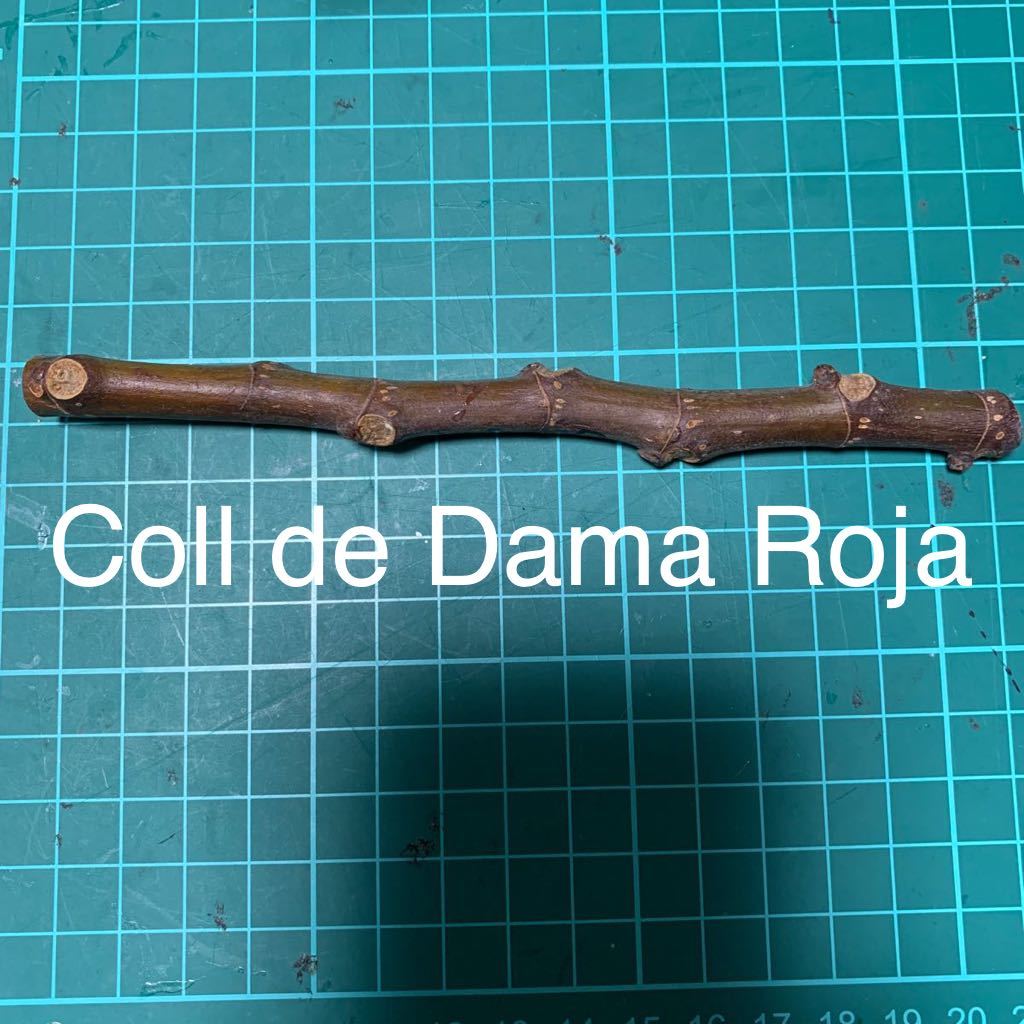 Coll de Dama Roja穂木　イチジク穂木 いちじく穂木 _画像1