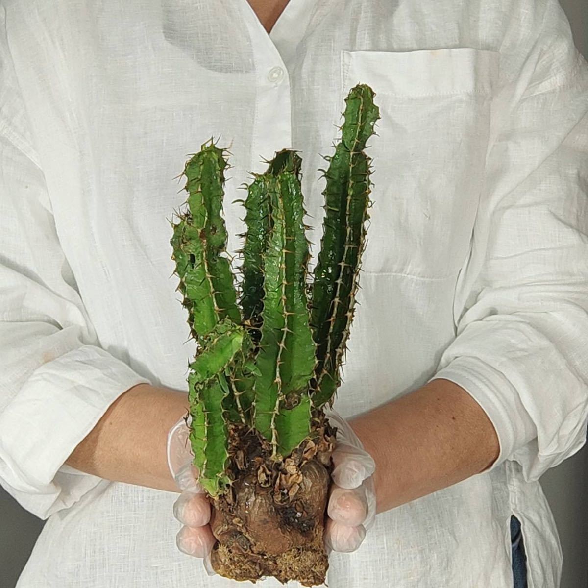 1/23輸入 L002 ユーフォルビア・ムランジーナ Euphorbia Mlanjeana 塊根植物 観葉植物 未発根_画像3