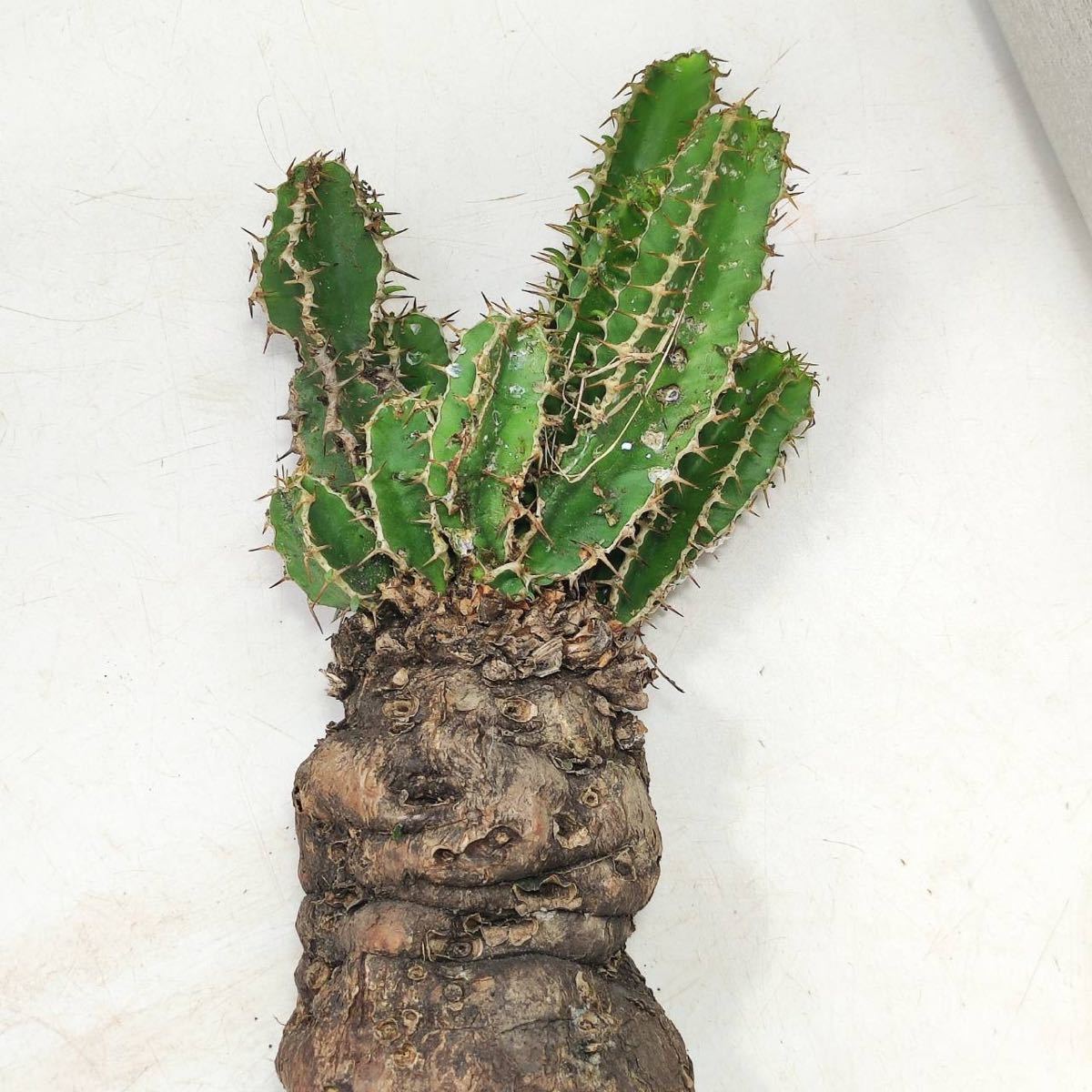 1/23輸入 L046 ユーフォルビア・ムランジーナ Euphorbia Mlanjeana 塊根植物 観葉植物 未発根_画像5