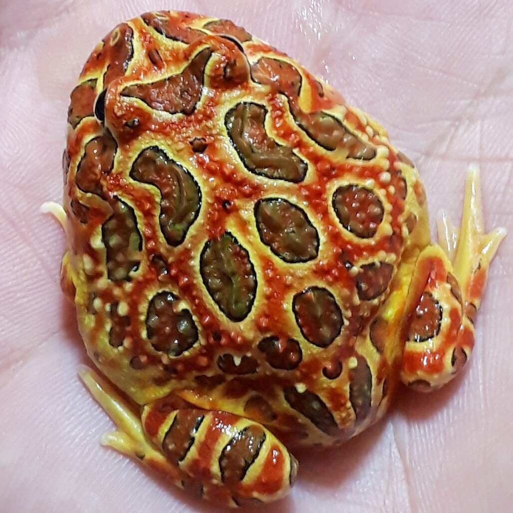  super ..!! original . bell tsunoga L red & yellow * now . valuable .USCB. groundwork. yellow color . body. red . a little over departure color did brochi. red super . rare finest quality individual ±5.5cm