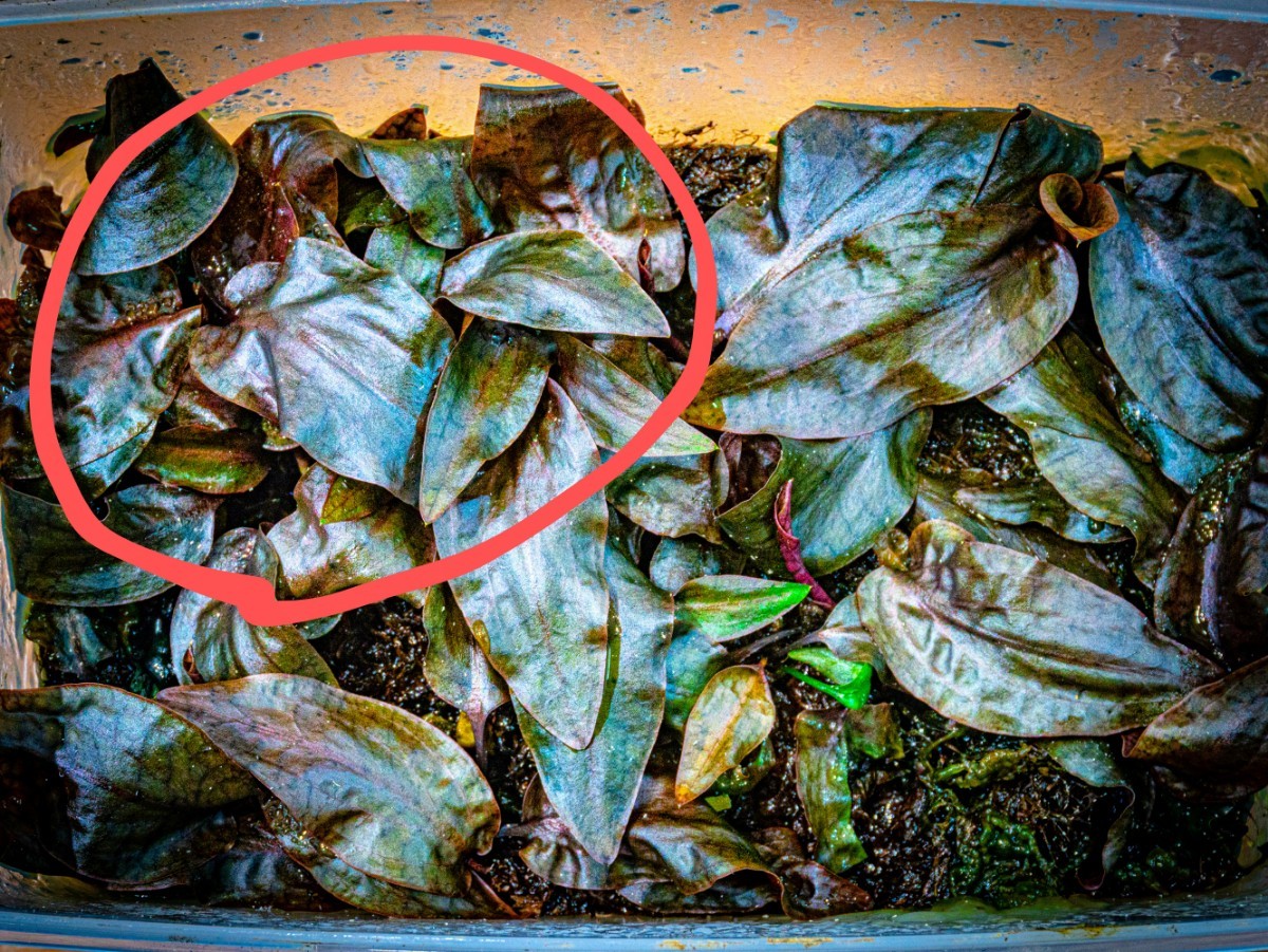 Cryptocoryne cordata Tanjung Bungo Sumatera TB便_画像1