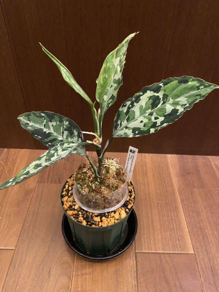 【HW便】 Aglaonema pictum multicolor Diablo from Sibolga Timur 【HW0915-5a】アグラオネマ （用土、鉢、管理タグ付）ディアボロ_画像1