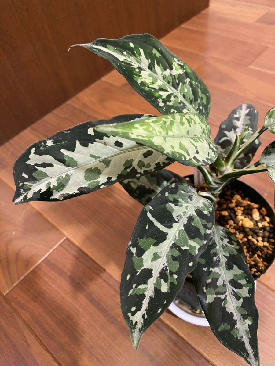 【HW便】Aglaonema pictum multicolor 熱波 from Tigalingga【HW0219-01c】アグラオネマ （用土鉢、タグ付）_画像3