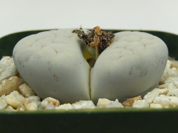 [浦部陽向園]★☆リトープス　琅かん玉　Lithops pseudotruncatella 'Farinosa'★サボテン　多肉植物★Y1439☆★_画像2