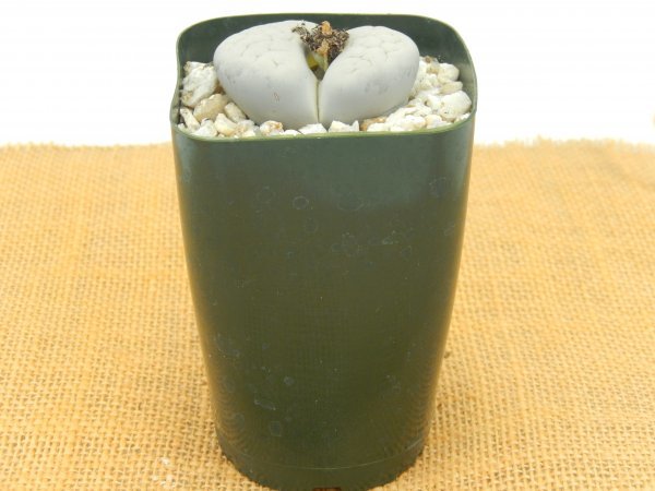 [浦部陽向園]★☆リトープス　琅かん玉　Lithops pseudotruncatella 'Farinosa'★サボテン　多肉植物★Y1439☆★_画像4