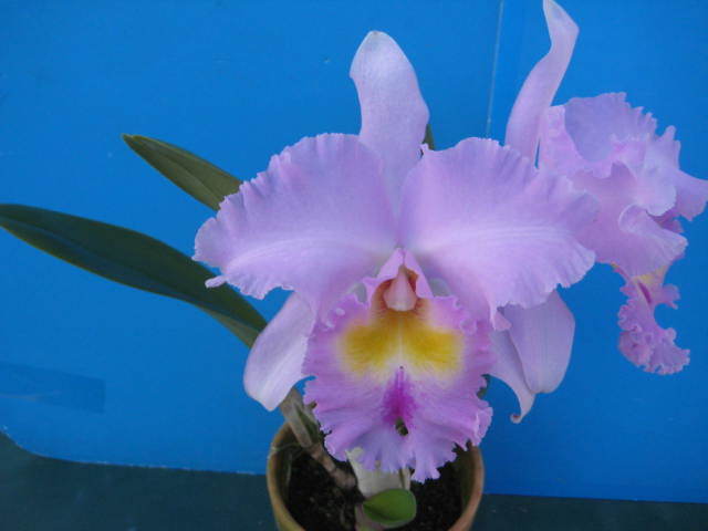 洋蘭 カトレア Rlc.[=Blc] Pamela Hetherington ‘Coronation’　ツボミ付_画像1