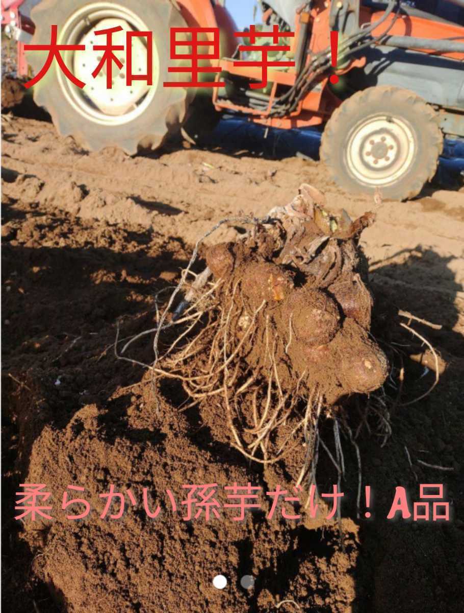 ！ねっとり柔らかい孫芋だけ！大分県産！里芋！A品　3Lサイズ　4キロ箱込み土つき_画像2