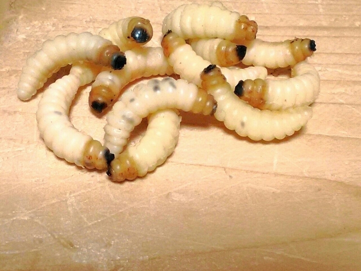 ソフトワーム ぶどう虫　渓流釣り　ブドウ虫　擬似餌　釣り餌　バスフィッシング　ヒメマス　海釣り　本物そっくりルアー　川釣り ビックリ_画像1