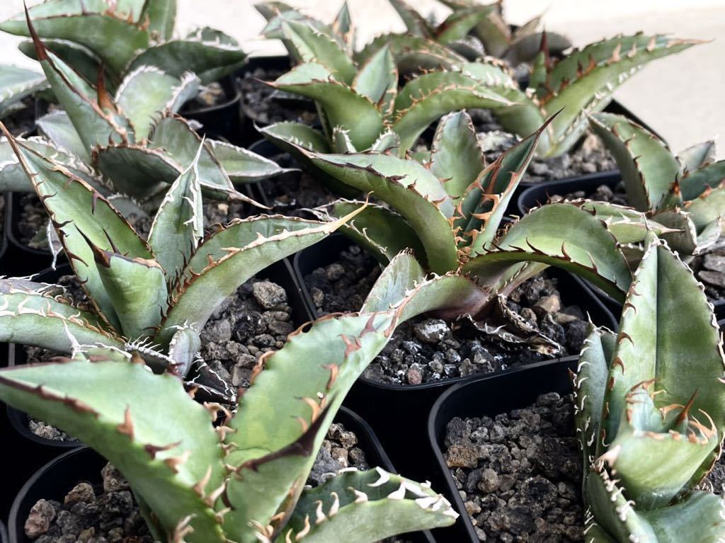 Titanota oteroi agave 【24株セット】メキシコ産種子 実生 強棘 【福袋】/ チタノタ オテロイ アガベ _画像7