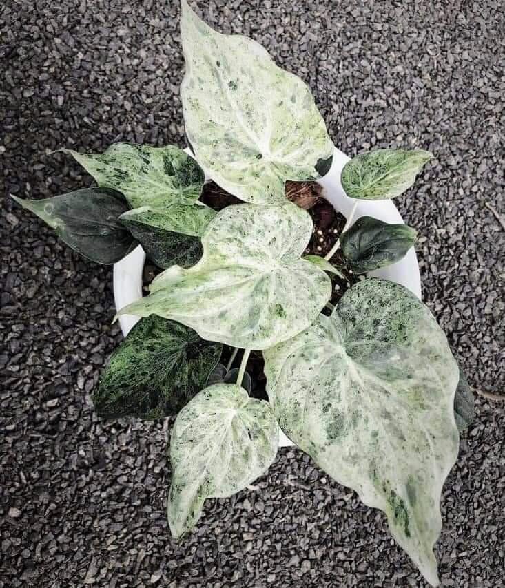 日本初上陸 激レア！アロカシア Alocasia Cucullata White Marble Variegated No3_画像1