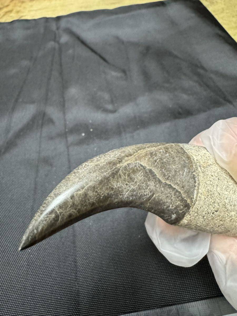 化石、歯、牙、爪、画像にてご判断下さい。 詳細不明ですが、恐竜の爪の化石を磨いたオブジェです。大変に貴重なアイテム。お探しの方。