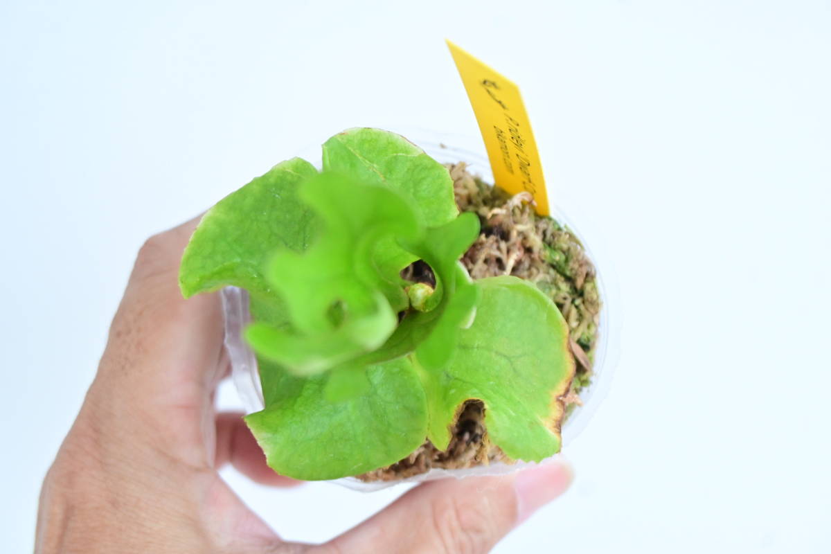 P.ridleyi 'Monkey King' @bikamori.com ビカクシダ リドレイ P.ridleyi 'Monkey King' @bikamori.com ビカクシダ リドレイ