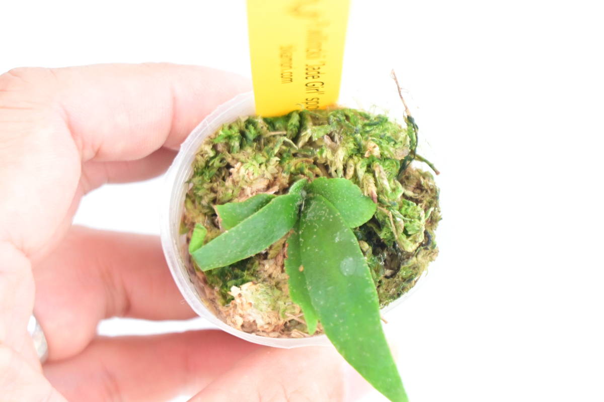 P.willinckii 'Jade Girl'② @bikamori.com ビカクシダ ウィリンキー