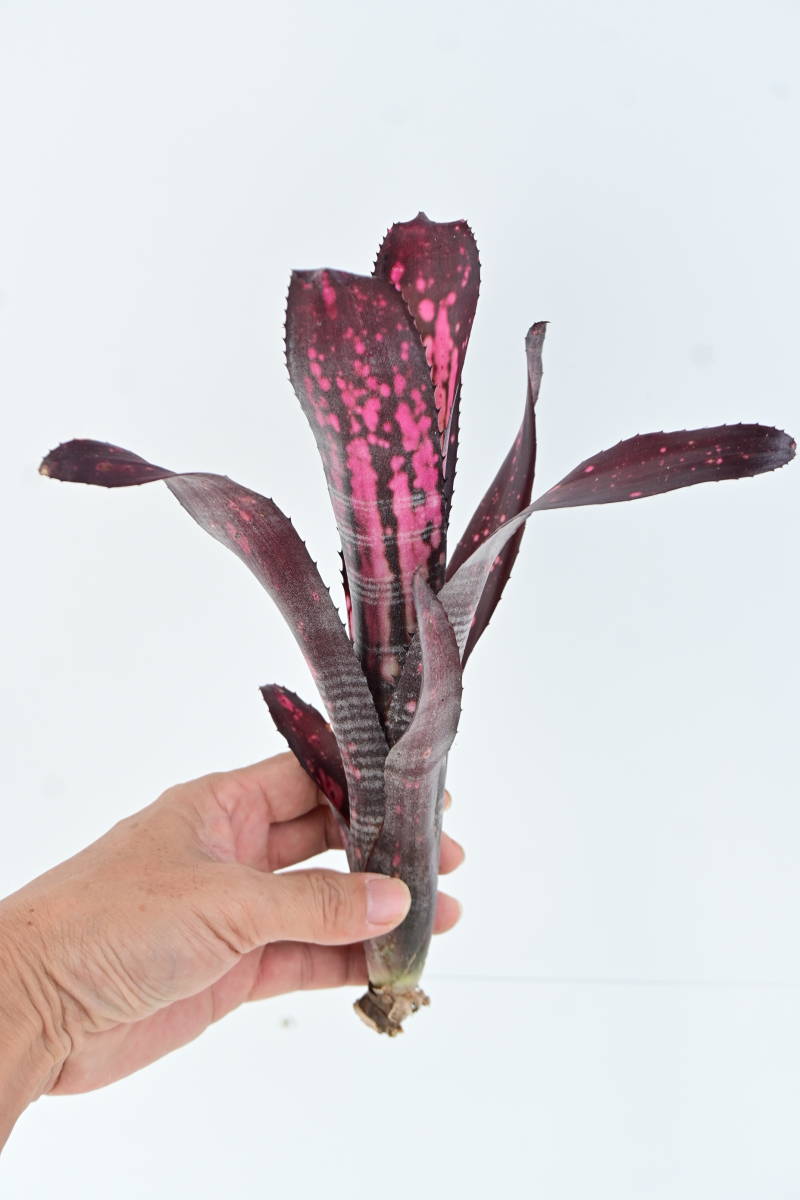 Billbergia 'Smokestack'① @bikamori com ビルベルギア Billbergia 'Smokestack'① @bikamori com ビルベルギア