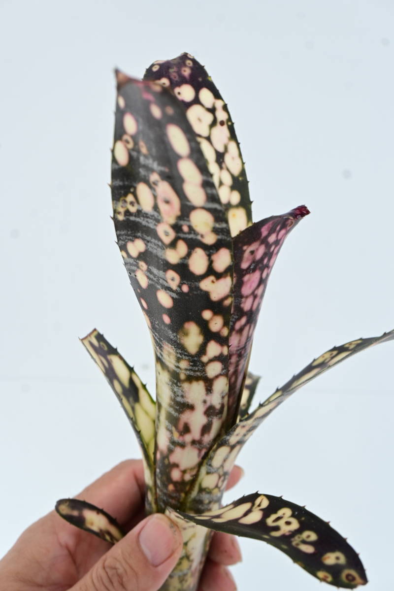 Billbergia sp① @bikamori.com ビルベルギア ラベル落ち_画像5