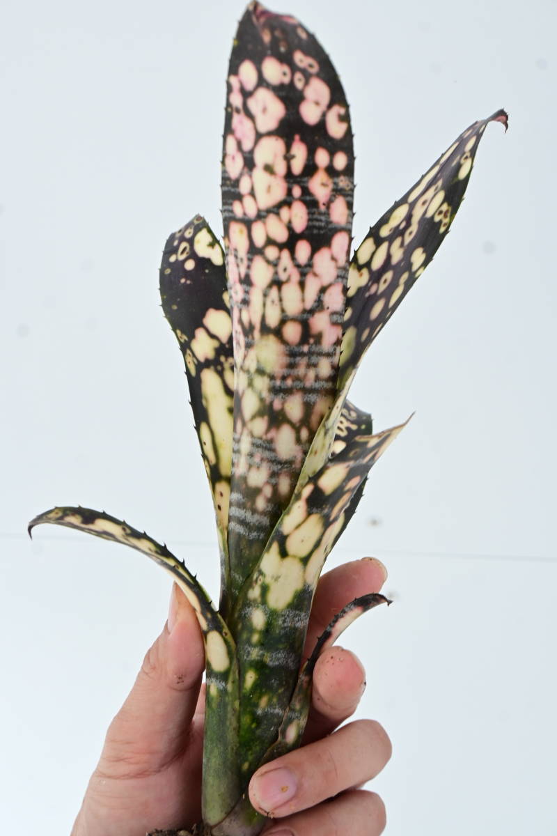 Billbergia sp① @bikamori.com ビルベルギア ラベル落ち_画像9