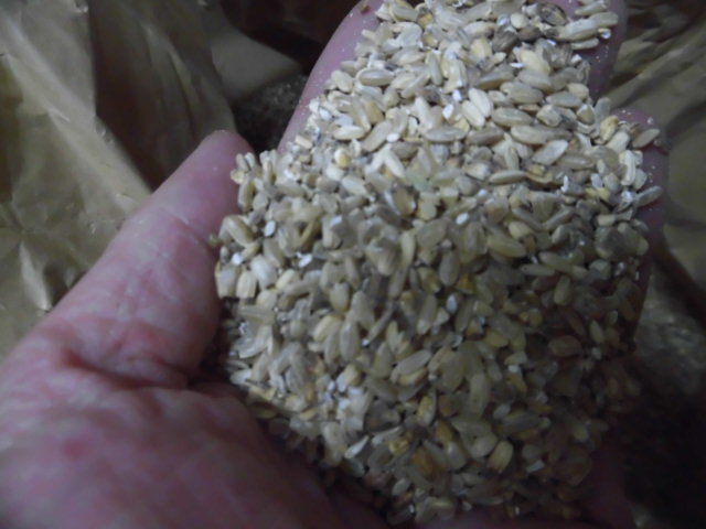 無施肥無農薬栽培 くず米、10kg1000円～_画像1