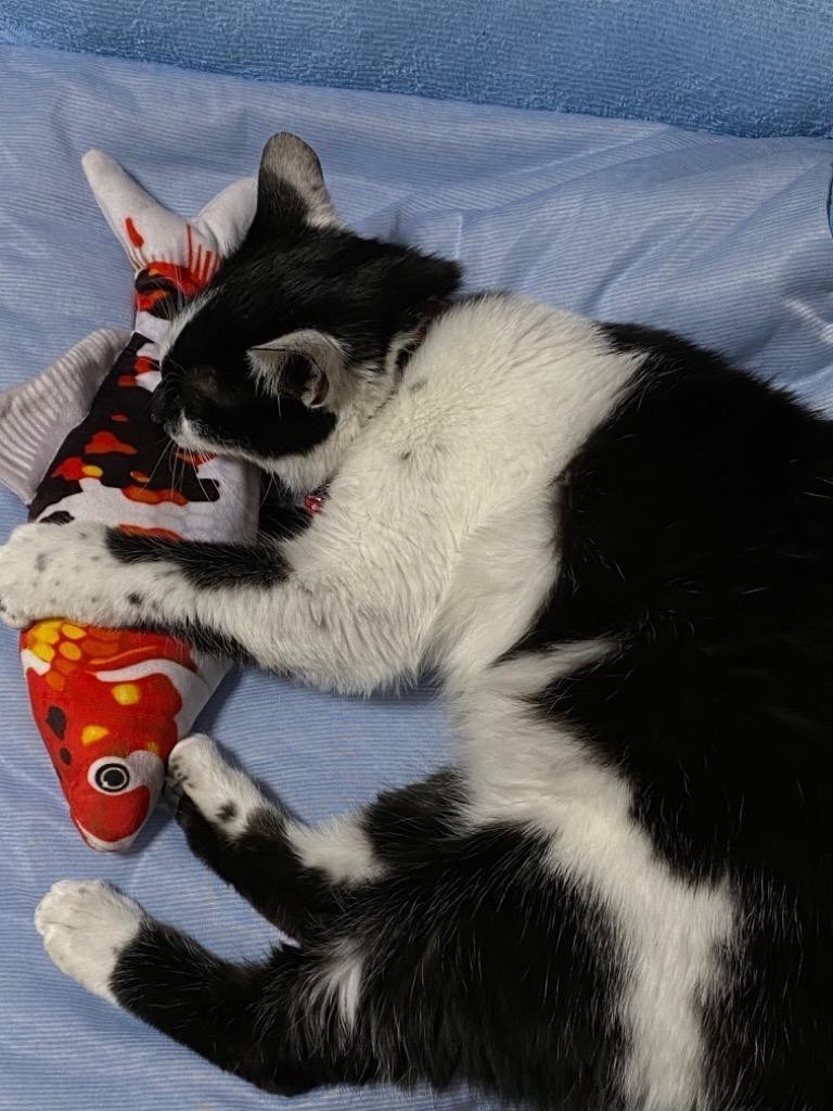  есть перевод собака кошка игрушка чистка зубов сумка рыба развивающая игрушка -тактный отсутствует аннулирование супер-скидка приманка .. игрушка -тактный отсутствует аннулирование игрушка .. игрушка большой размер мягкая игрушка 