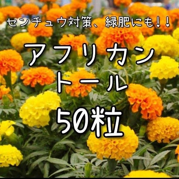 【アフリカントールのタネ】50粒 種子 種 マリーゴールド 緑肥 景観 花