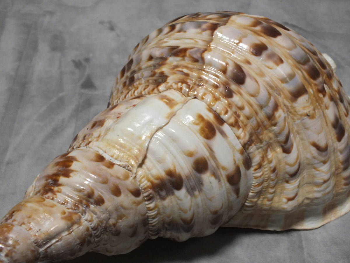 法螺貝 ほら貝 ホラ貝 全長約30cm 置物 飾り物 インテリア _画像5