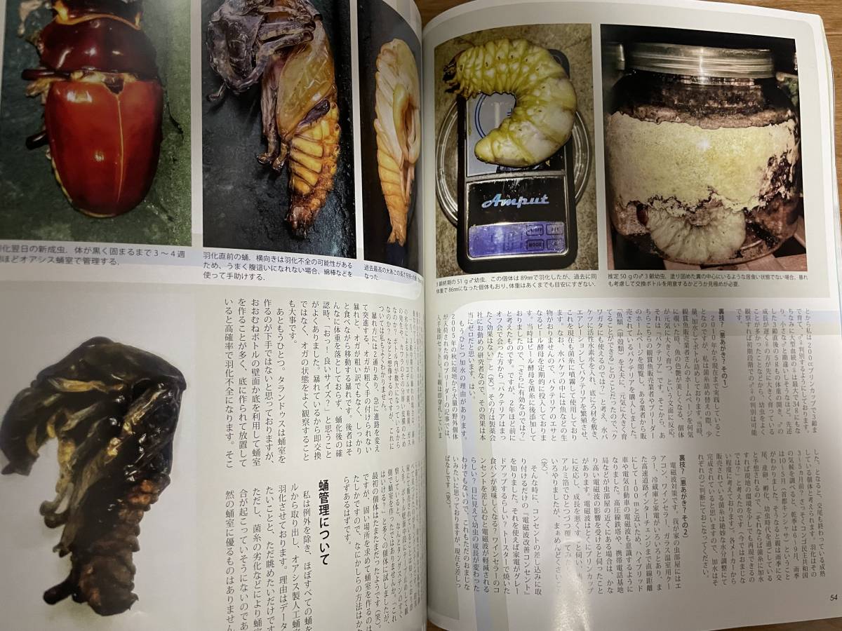 ビークワ BE-KUWA 77 2020年 12月号 クワガタ飼育レコードコンテスト 世界のヒラタ♂♀見分け方 超特大タランドゥスの飼育法 国内離島採集_画像9