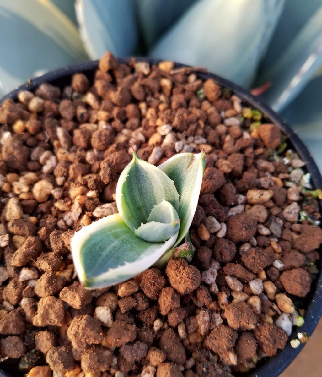確実本物 】 Agave parryi var. truncata Orizaba アガベ パリー 確実本物 】 Agave parryi var. truncata Orizaba アガベ パリー
