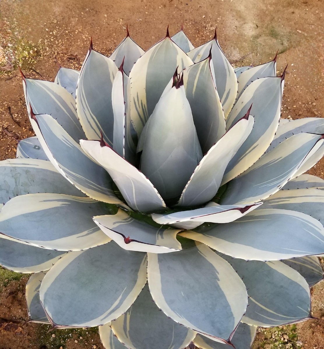 確実本物 】 Agave parryi var. truncata Orizaba アガベ パリー 確実本物 】 Agave parryi var. truncata Orizaba アガベ パリー