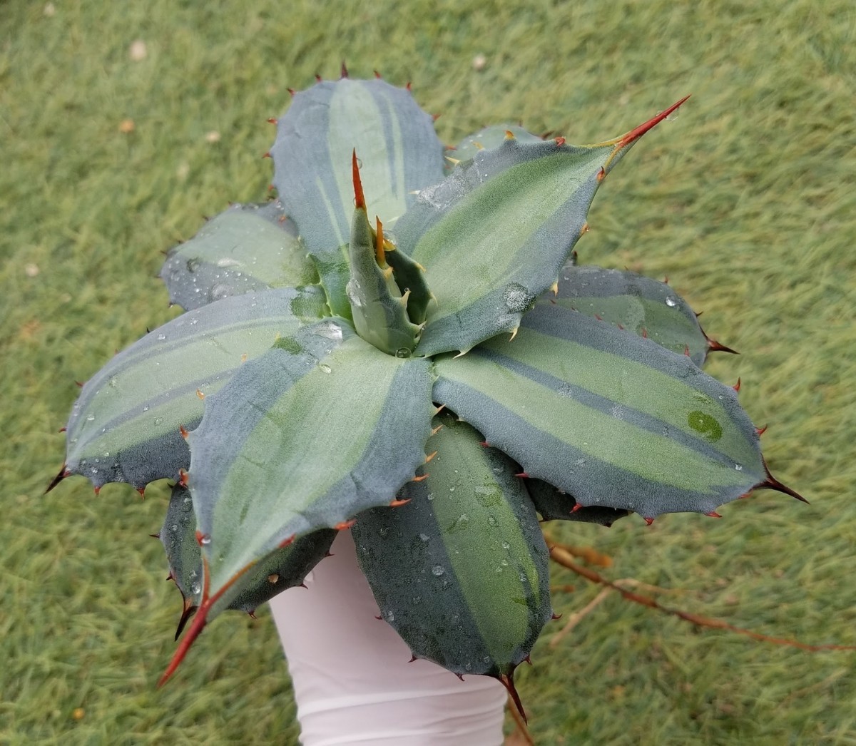 吉祥天錦 アガベ パリー ホーチエンシス錦 斑入り Agave parryi var huachucensis f.variegata 検索 チタノタアメリカーナトランカータ _画像2