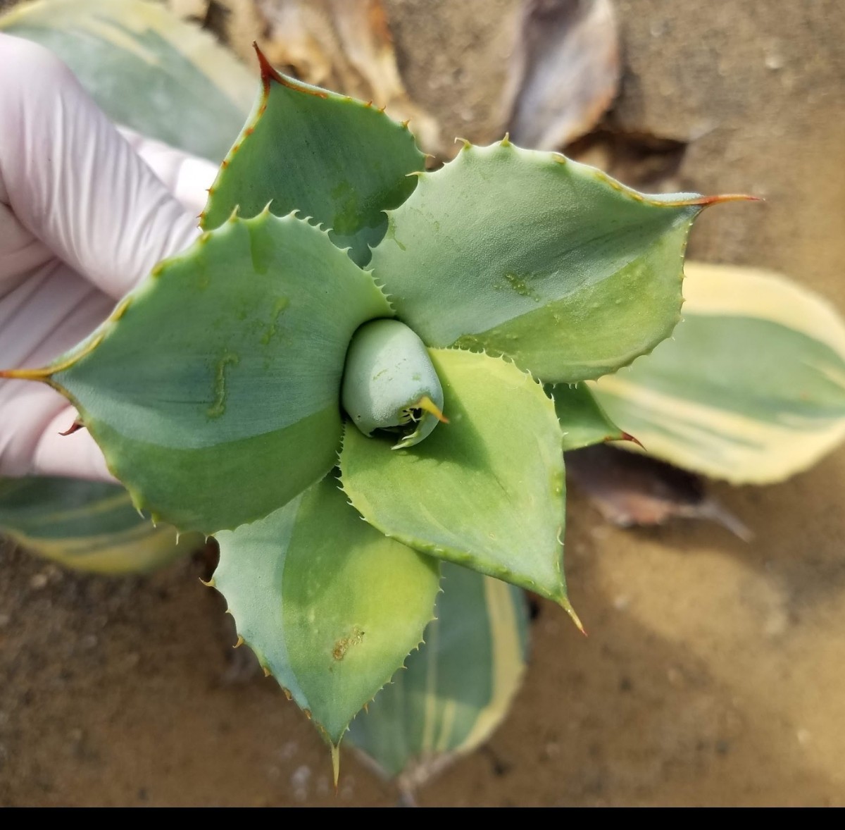 採れたて!【良血株 】 Agave parryi var. truncata Lime Streak アガベ パリー トランカータ ライムストリーク 検索 チタノタ アメリカーナ_画像2