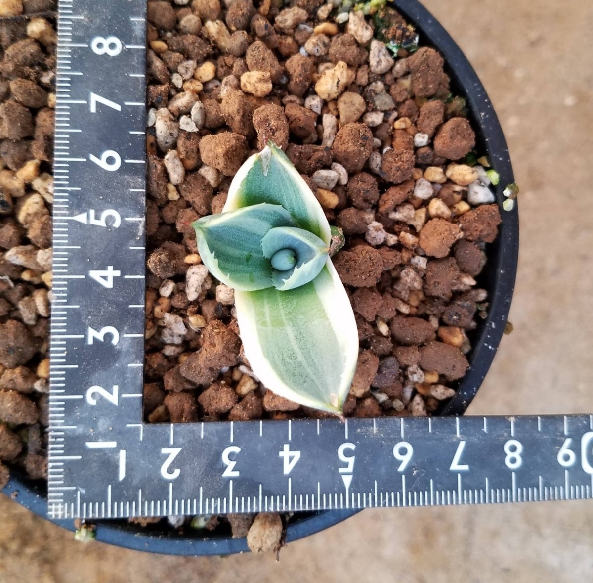 確実本物 】 Agave parryi var. truncata Orizaba アガベ パリー 確実本物 】 Agave parryi var. truncata Orizaba アガベ パリー