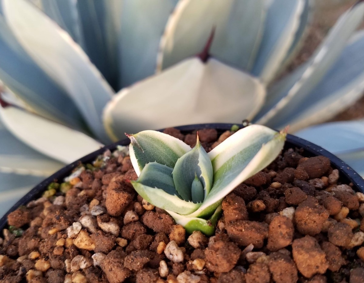 確実本物 】 Agave parryi var. truncata Orizaba アガベ パリー 確実本物 】 Agave parryi var. truncata Orizaba アガベ パリー