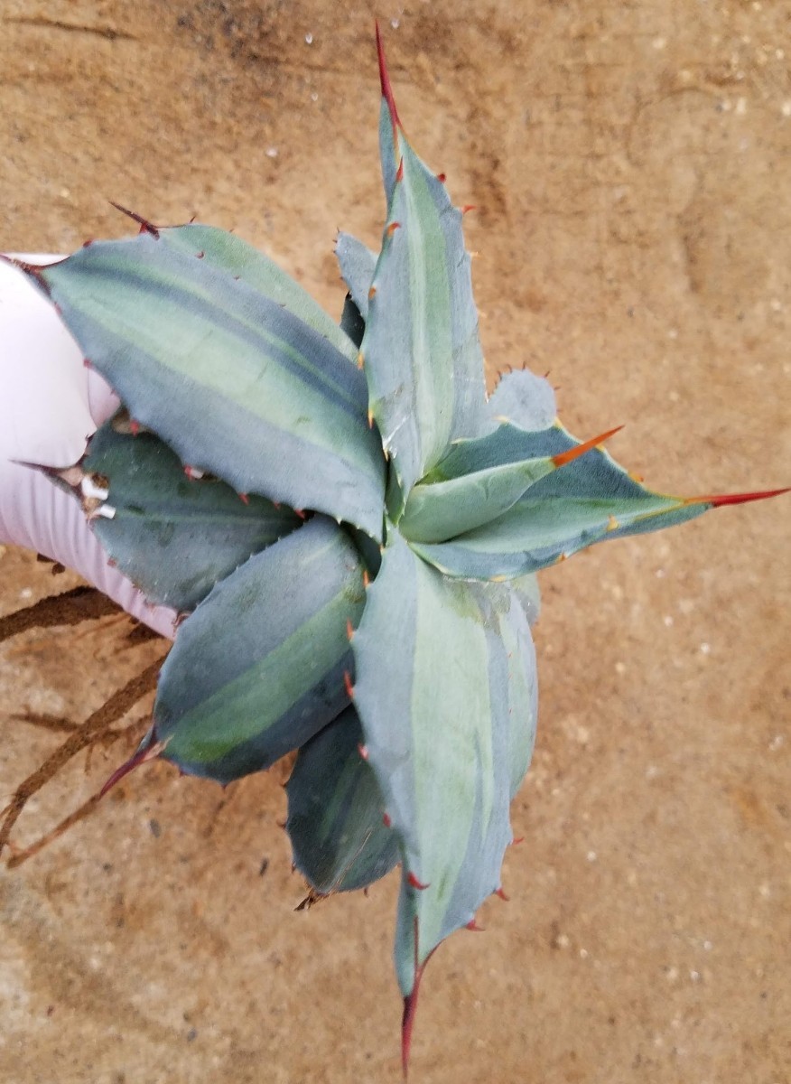 吉祥天錦 アガベ パリー ホーチエンシス錦 斑入り Agave parryi var huachucensis f.variegata 検索 チタノタアメリカーナトランカータ _画像3