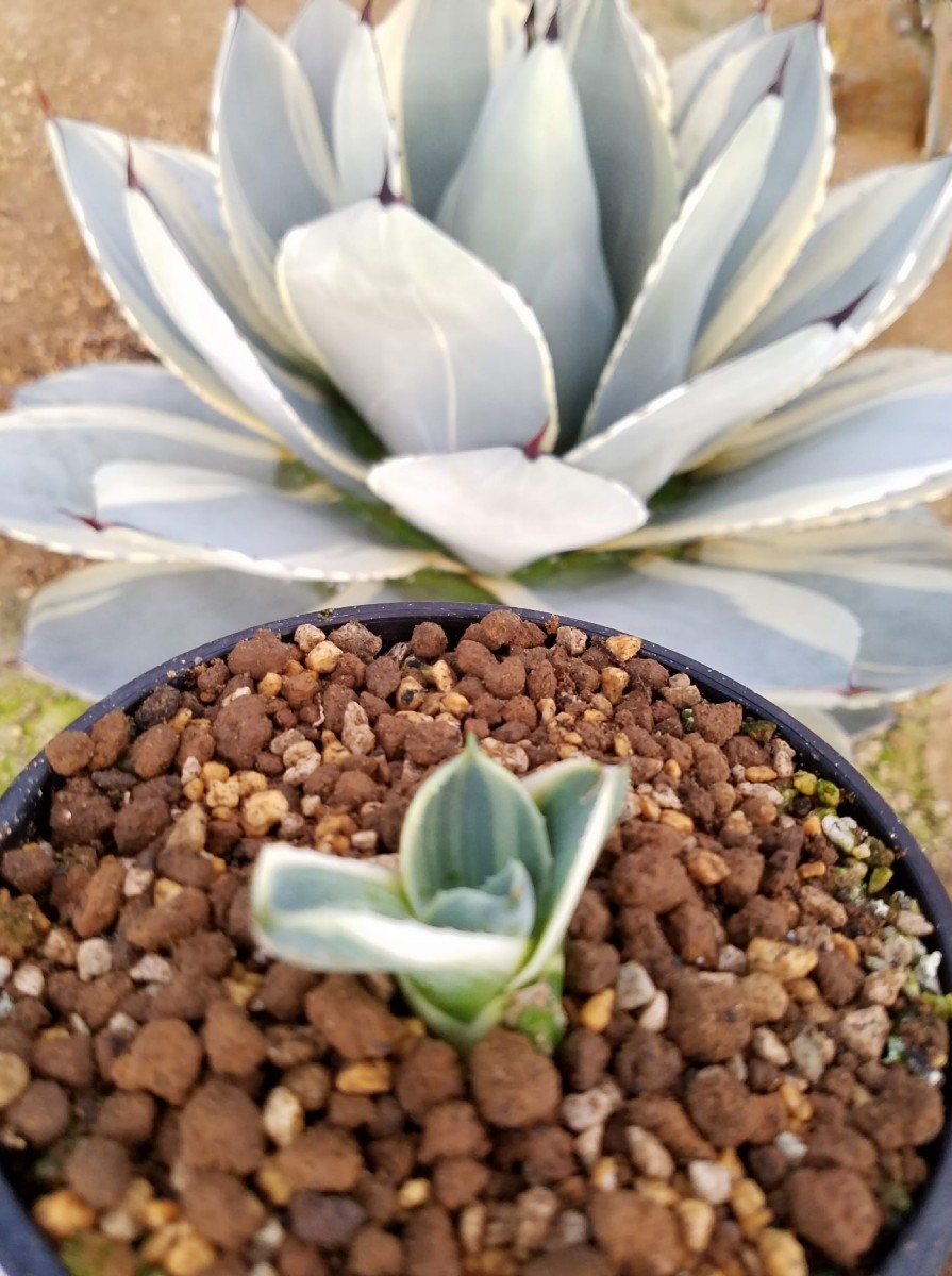 確実本物 】 Agave parryi var. truncata Orizaba アガベ パリー 確実本物 】 Agave parryi var. truncata Orizaba アガベ パリー