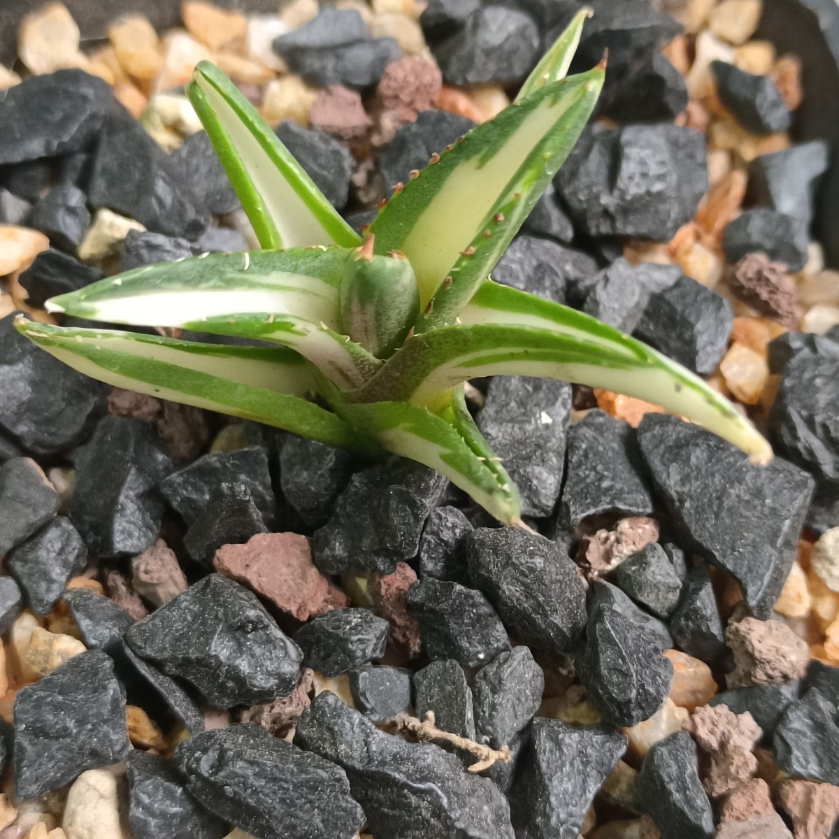 【飛竜園】F-312 特選 多肉植物 アガベ チタノタ 小島白刺錦 白中斑 TC 稀少子株 激レア！ 発根済み_画像5